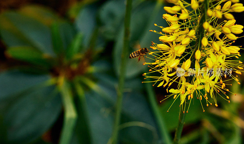 在绿bl前的Eremurus robustus花园上的飞行蜜蜂